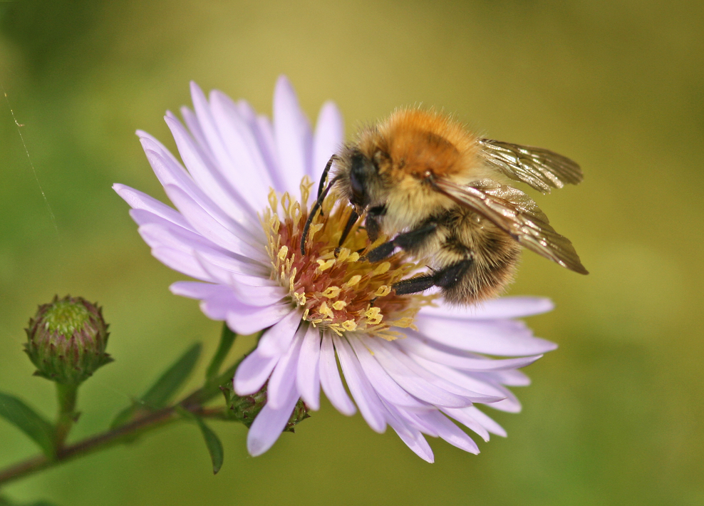 How To Identify Bumblebees | The Wildlife Trusts